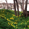 White Rock lake and flowers - Dallas