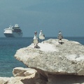 Cruise ship & birds