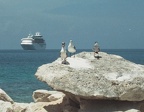 Cruise ship & birds