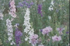 1996 - Spring Wild Flowers - Richardson Library