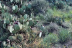 Desert Flowers and some Fractel pics