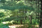 2004 - National Arboretum